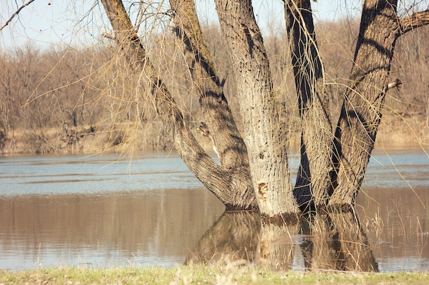 Photo spring landscape with birch trees and melt water on the lake or river.