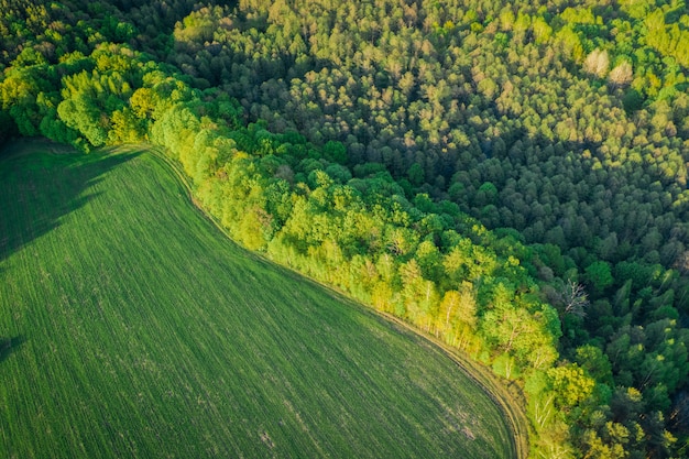 Spring landscape with deciduous forest from a height of flight. Beautiful forest in the evening warm light