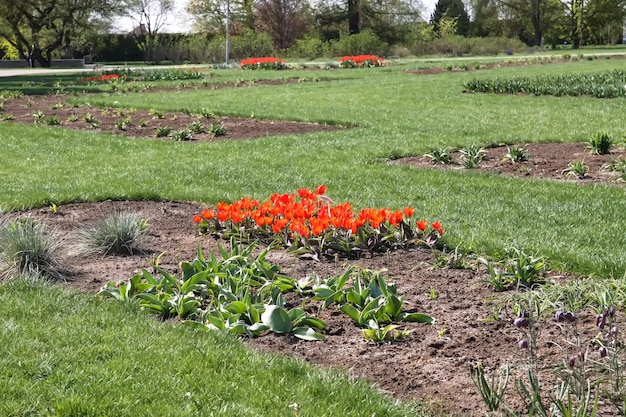 Spring landscape with red tulips in a park Latvia Europe