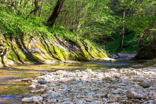 Spring landscape with a view of a forest stream in the foothills of the Caucasus