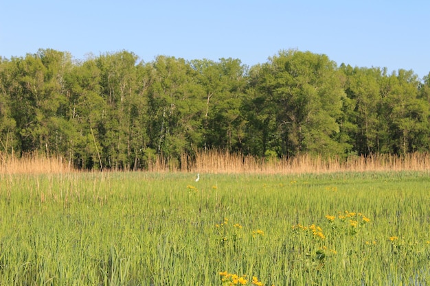 Spring landscape