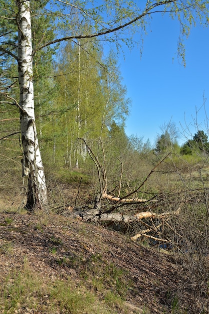 Spring landscape