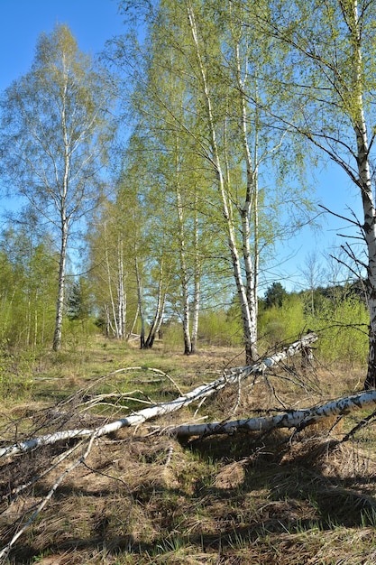 Spring landscape