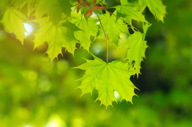 Spring leaf. Composition of nature.