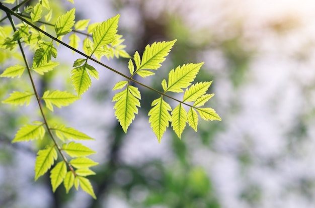 Spring leaf. Composition of nature.