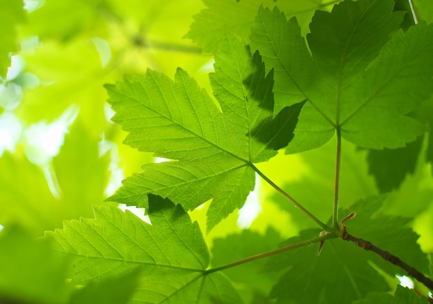 Spring leaf of maple Composition of nature