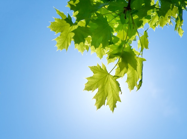 Spring leaf of maple tree