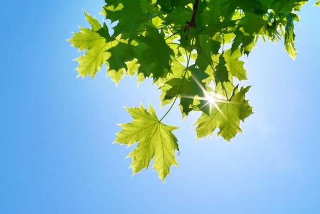 Spring leaf of maple tree