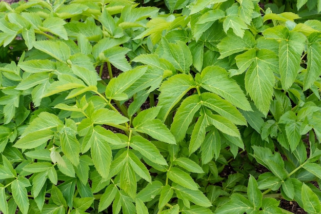 Spring Leaves of Angelica archangelica plant Medicinal plant