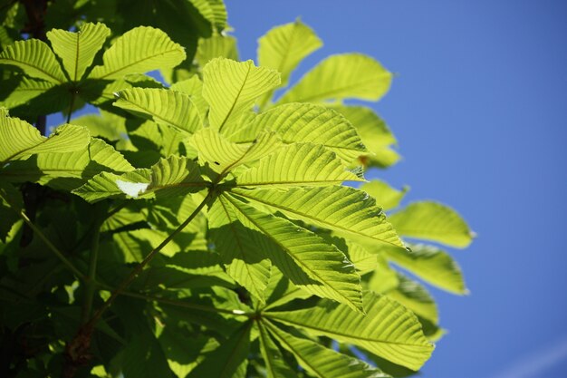 Spring leaves of chestnut tree Aesculus hippocastanum on blue sky background