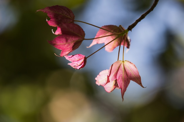 The spring leaves on a tree branch 