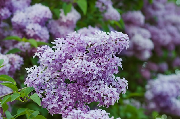 Spring lilac flowers