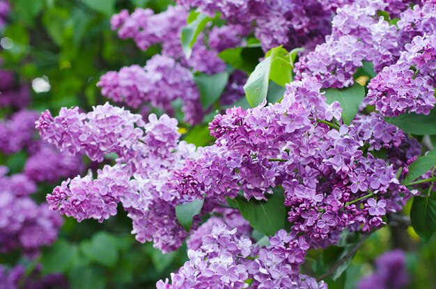 Spring lilac flowers