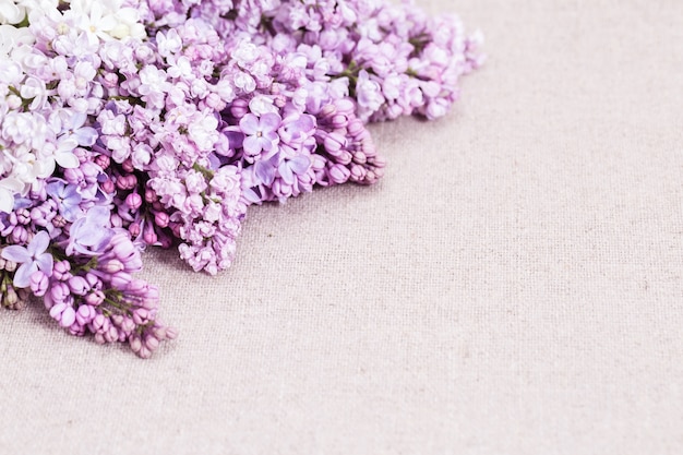 Spring lilac flowers