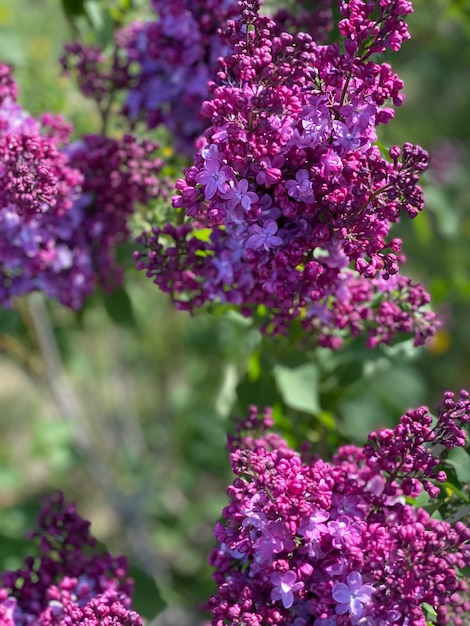 Spring lilac violet flowers, vertical photo. Selective focus