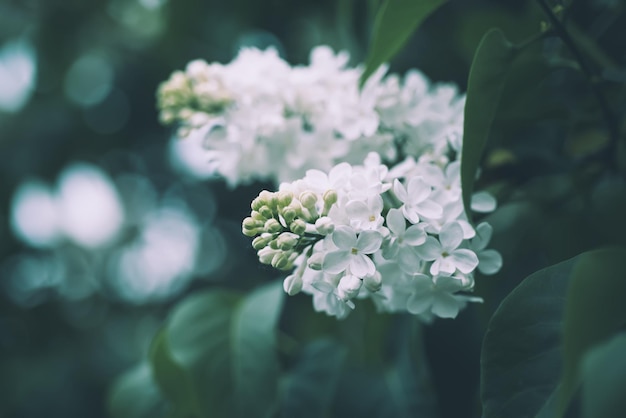 Spring lilac white flowers