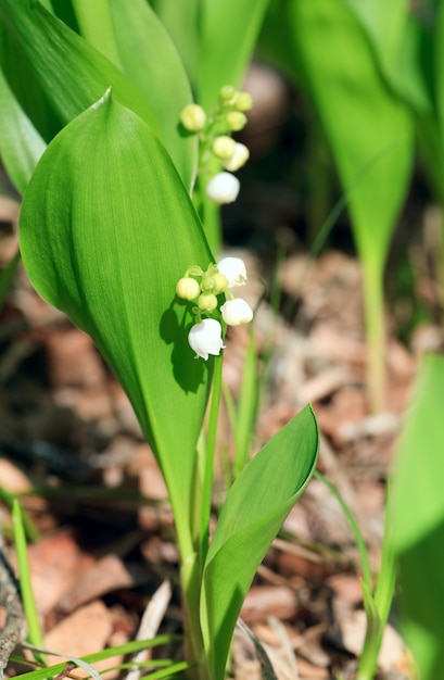 Spring lily of the valley "Convallaria majalis" (close-up)