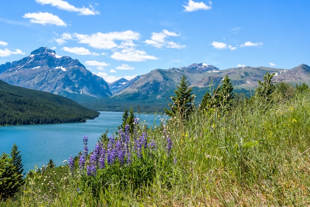 Spring Lupines in Foreground in Glacier National Park