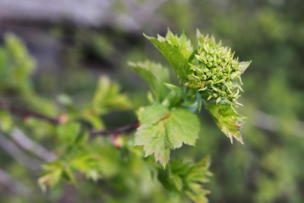 Spring macro leaf and flower of new life