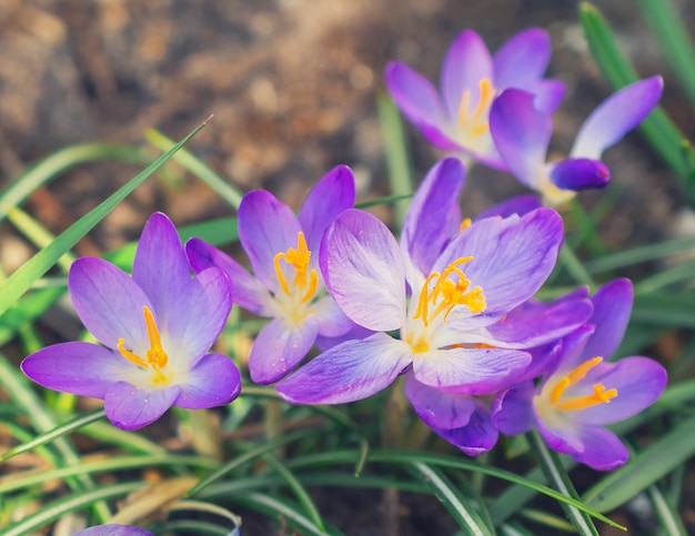 spring macro photography of crocus flowers