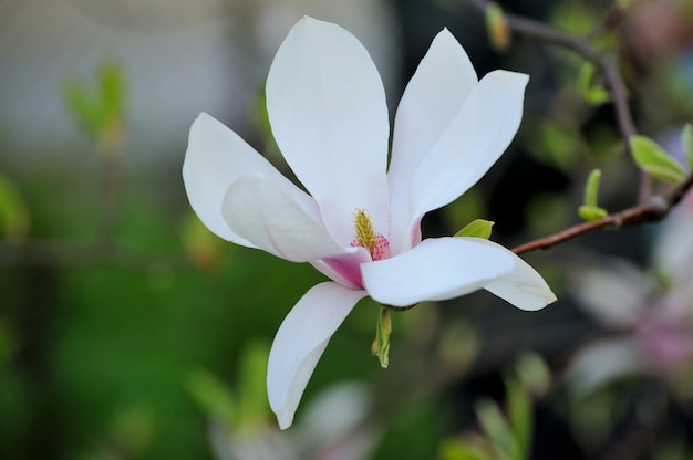 Spring magnolia flowers, natural abstract soft floral background