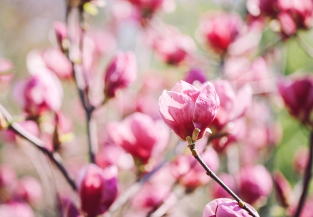 Spring magnolia flowers on the natural background For this picture applied color toning effect