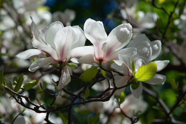 In spring the magnolia tree starts to bloom in the botanical park It is raining outside