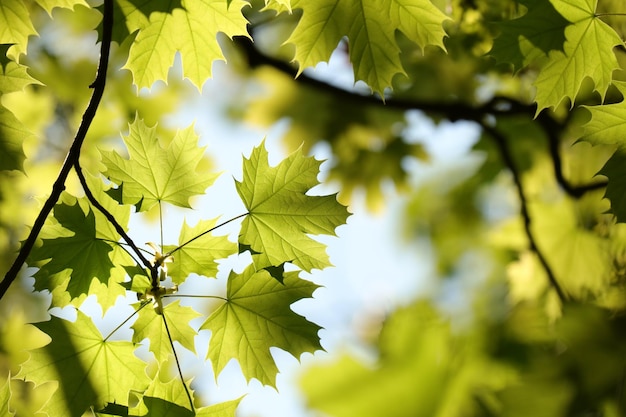 Spring maple leaves on a twig in the forest