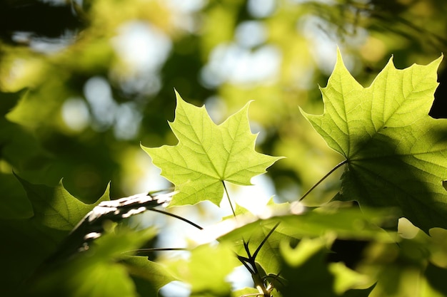 Spring maple leaves on a twig in the forest