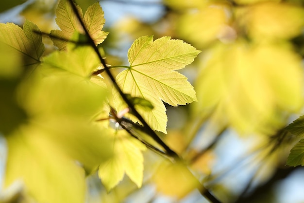 Spring maple leaves on a twig in the forest