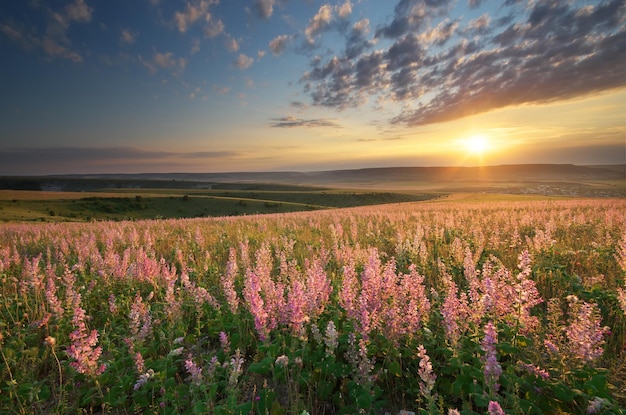 Spring meadow of flowers Composition of nature