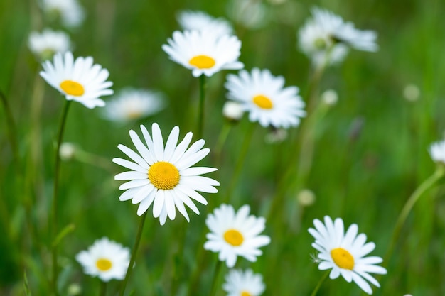 Spring meadow full of daisies