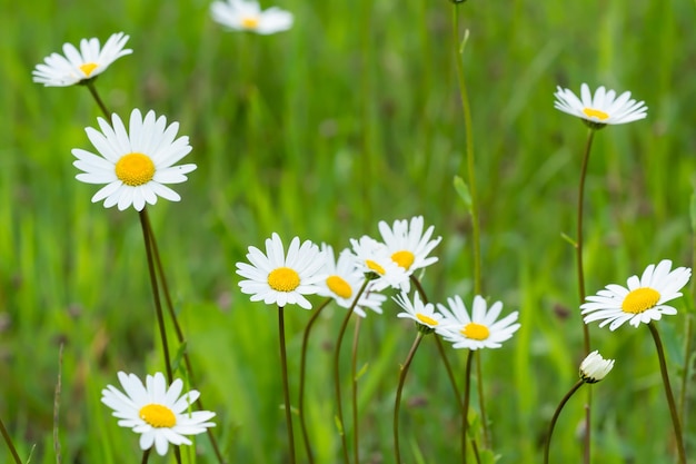 Spring meadow full of daisies