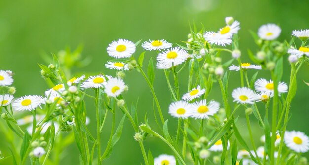 Spring meadow with camomiles. Grass and flowers