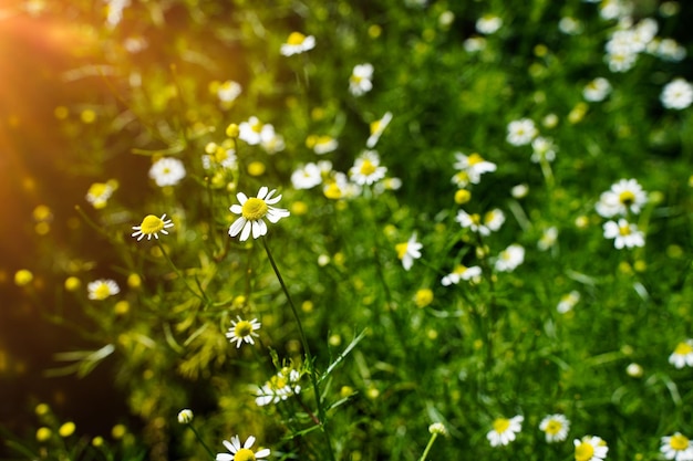 Spring meadow with chamomile flowers on beautiful background with sunshine and copy space