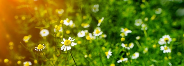 Spring meadow with chamomile flowers on beautiful background with sunshine and copy space