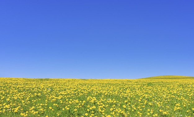 Spring meadow with lots of yellow dandelion flowers and blue sky. Copy space