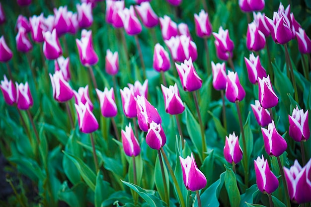 Spring meadow with violet tulip flowers floral background