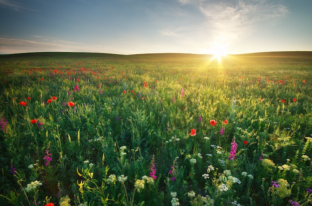 Spring meadow