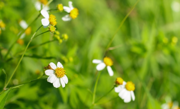 Spring meadow.