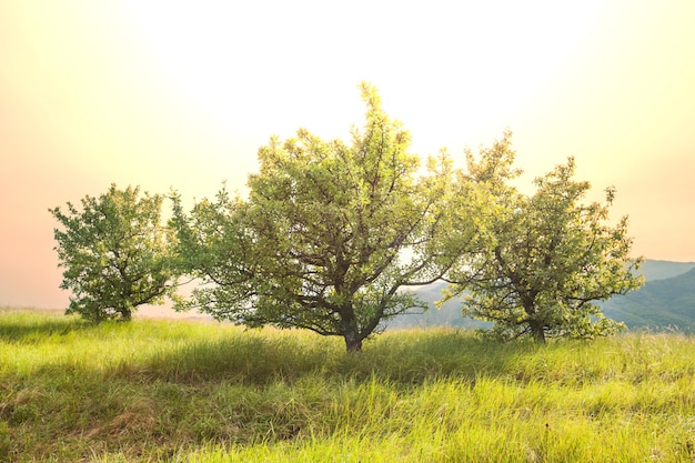 Spring meadow