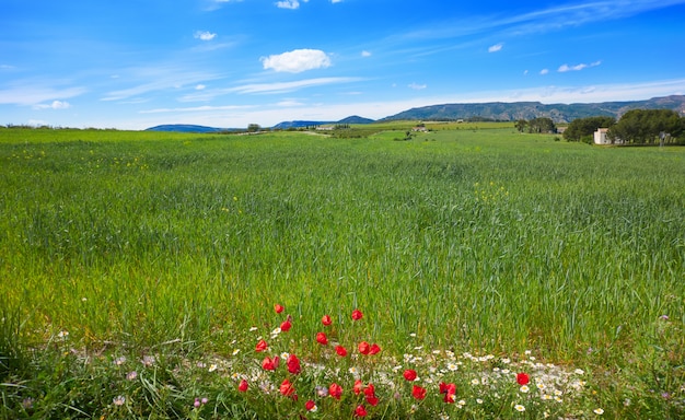 Spring meadows at Camino de Santiago