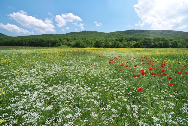 Spring medoaw of flowers