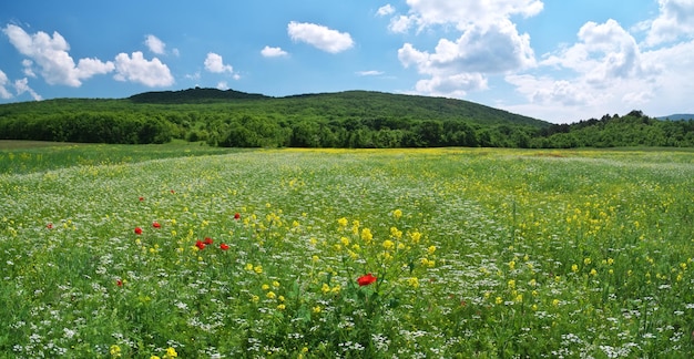 Spring medoaw of flowers