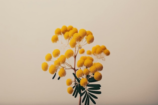 Spring Mimosa flower background Illustration AI Generative