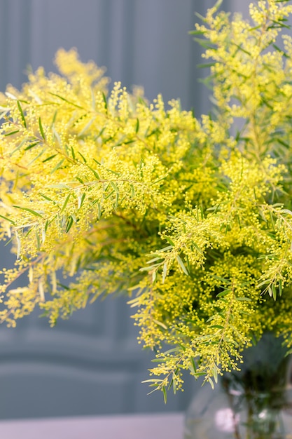 Spring Mimosa flowers. concept of spring season.