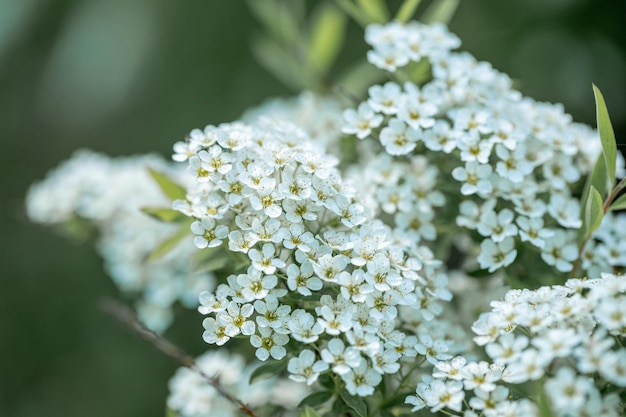 Spring mountain ash branch with white flowers on blurry green background Close up