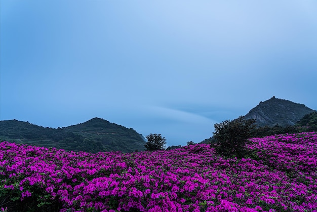 In spring the mountains are covered with azaleas