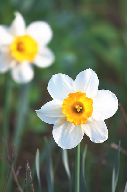 Spring narcissus flower in garden