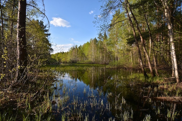 Spring in the national park of Russia Meshchersky